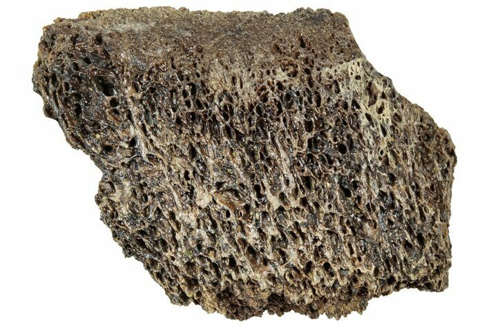 Fossil Tyrannosaur (T rex) Bone Section - Wyoming #314067